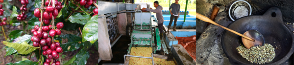 왼쪽부터 커피체리, 커피 껍질을 제거하고 있는 발리 탐바탄 농장(Tambakan Farm) 직원, 인도네시아 전통 방식으로 하는 로스팅.