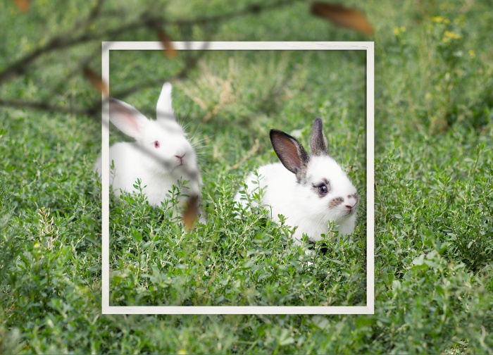 ‘토끼’ 이미지를 검색하면, 풀숲에서 뛰노는 예쁜 토끼들이 나옵니다. 이는 인간의 ‘틀’과 ‘창’에 갇힌 모습이라 할 수 있습니다. 토끼의 현실은 그와 많이 다르기 때문입니다.