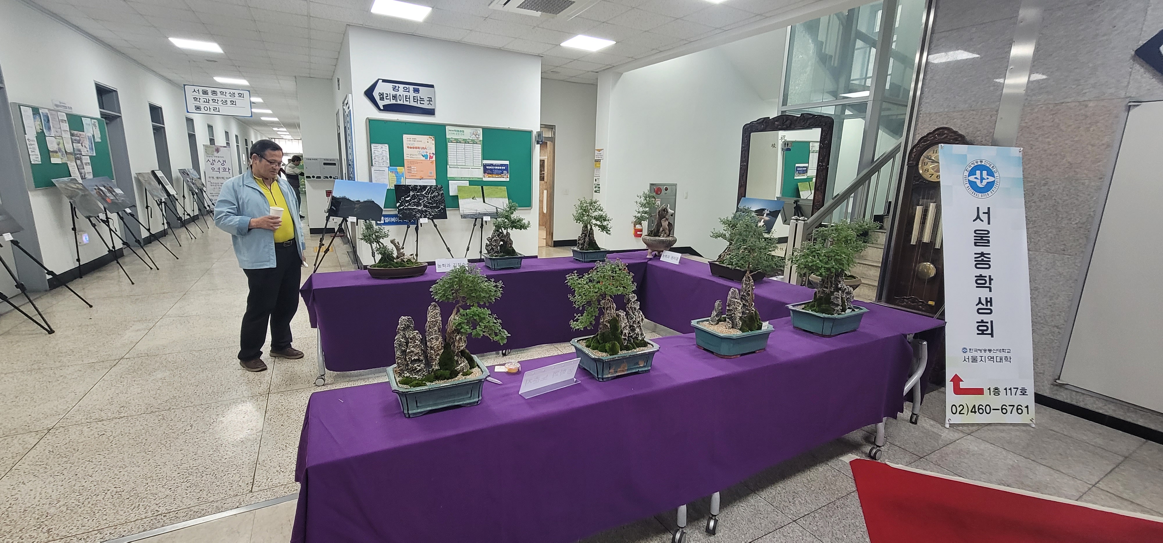 농학과에서 준비한 국화 분재 작품들