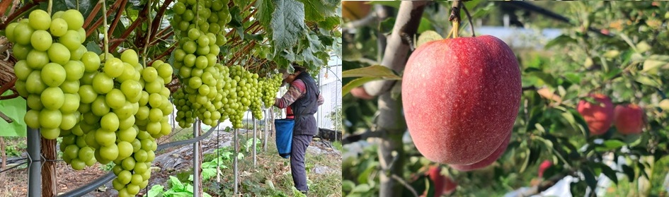 주신그린농원에서 자라고 있는 샤인머스켓과 사과