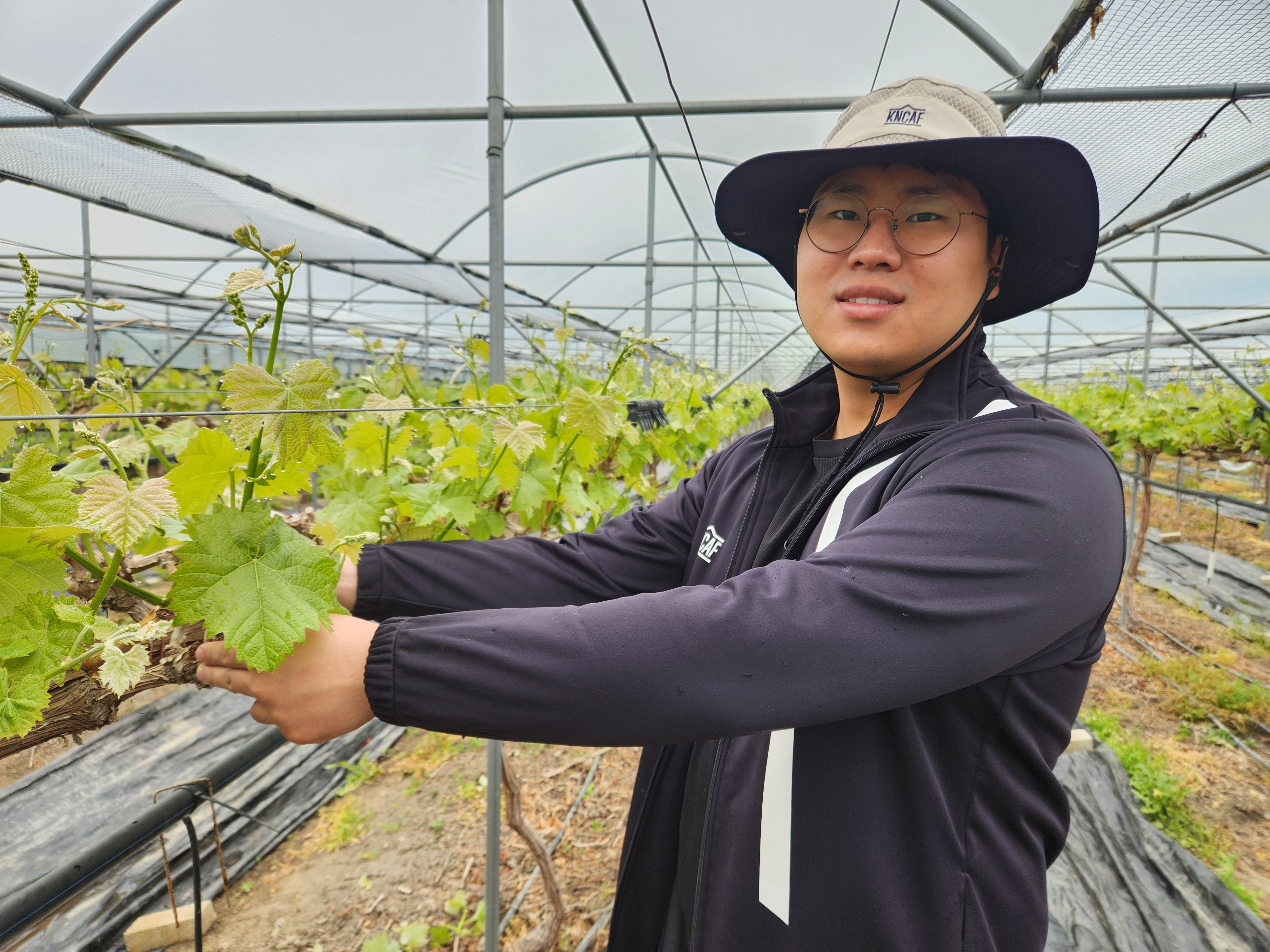 샤인머스켓 덩굴을 손질하고 있는 정경채 원우