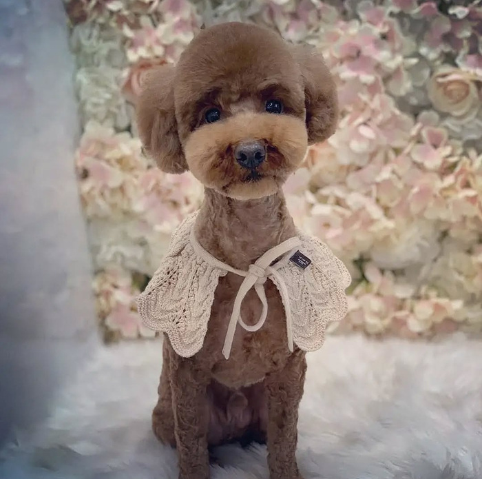 사업 아이디어의 계기가 된 반려견 분식이.