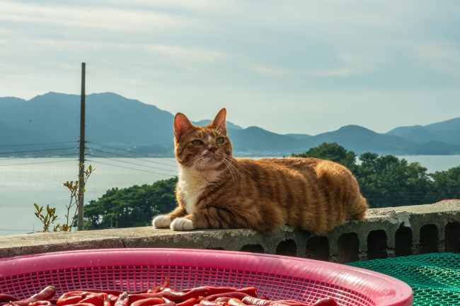 「좀비딸」 스틸컷. 사진 제공=NEW